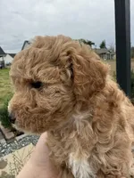 CoCo - Girl , a female Poodle - Toy  for sale in Inman, SC – Photo 8 of 8