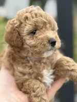 CoCo - Girl , a female Poodle - Toy  for sale in Inman, SC – Photo 1 of 8