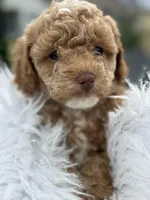 CoCo - Girl , a female Poodle - Toy  for sale in Inman, SC – Photo 5 of 8