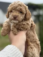 CoCo - Girl , a female Poodle - Toy  for sale in Inman, SC – Photo 2 of 8