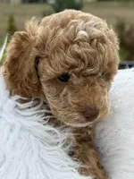 CoCo - Girl , a female Poodle - Toy  for sale in Inman, SC – Photo 8 of 8
