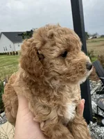 CoCo - Girl , a female Poodle - Toy  for sale in Inman, SC – Photo 7 of 8