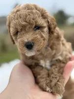 CoCo - Girl , a female Poodle - Toy  for sale in Inman, SC – Photo 4 of 8