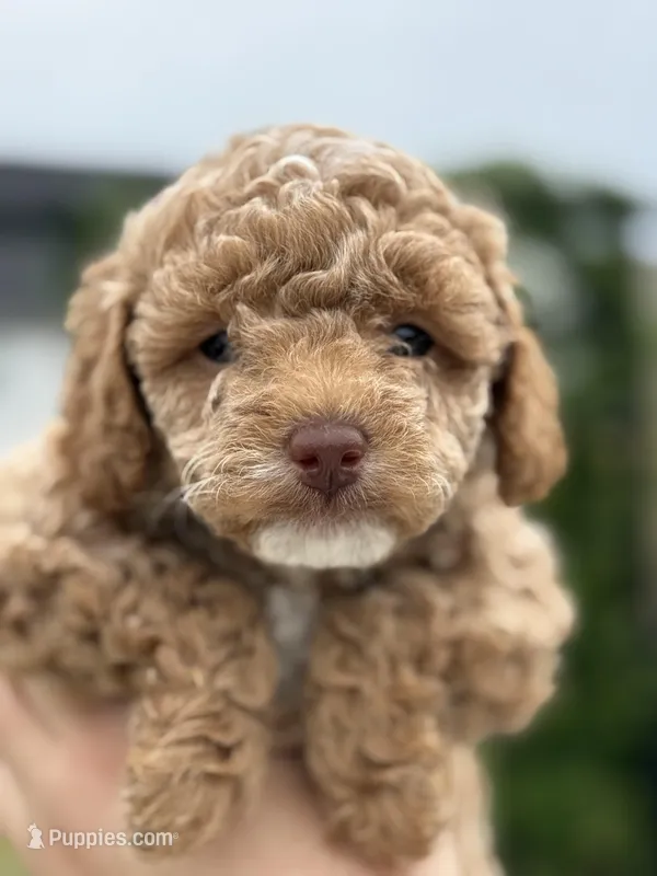 CoCo - Girl  – Poodle - Toy  puppy for sale in Inman, SC