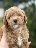 CoCo - Girl , a female Poodle - Toy  for sale in Inman, SC – Photo 6 of 8