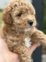 CoCo - Girl , a female Poodle - Toy  for sale in Inman, SC – Photo 3 of 8