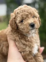 CoCo - Girl , a female Poodle - Toy  for sale in Inman, SC – Photo 2 of 8