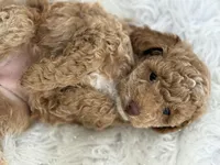 CoCo - Girl , a female Poodle - Toy  for sale in Inman, SC – Photo 7 of 8