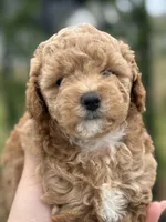 CoCo - Girl , a female Poodle - Toy  for sale in Inman, SC – Photo 5 of 8