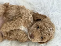 CoCo - Girl , a female Poodle - Toy  for sale in Inman, SC – Photo 6 of 8