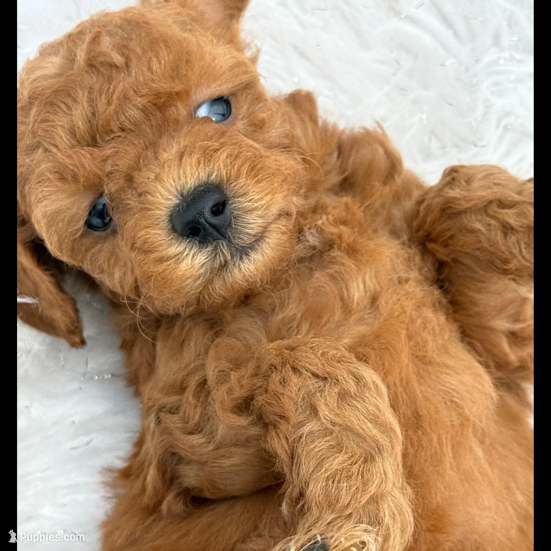 “Chocolate” Girl , a female Poodle - Toy  for sale in Inman, SC – Photo 9 of 9