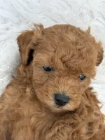 “Chocolate” Girl , a female Poodle - Toy  for sale in Inman, SC – Photo 8 of 9