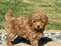“Chocolate” Girl , a female Poodle - Toy  for sale in Inman, SC – Photo 7 of 10