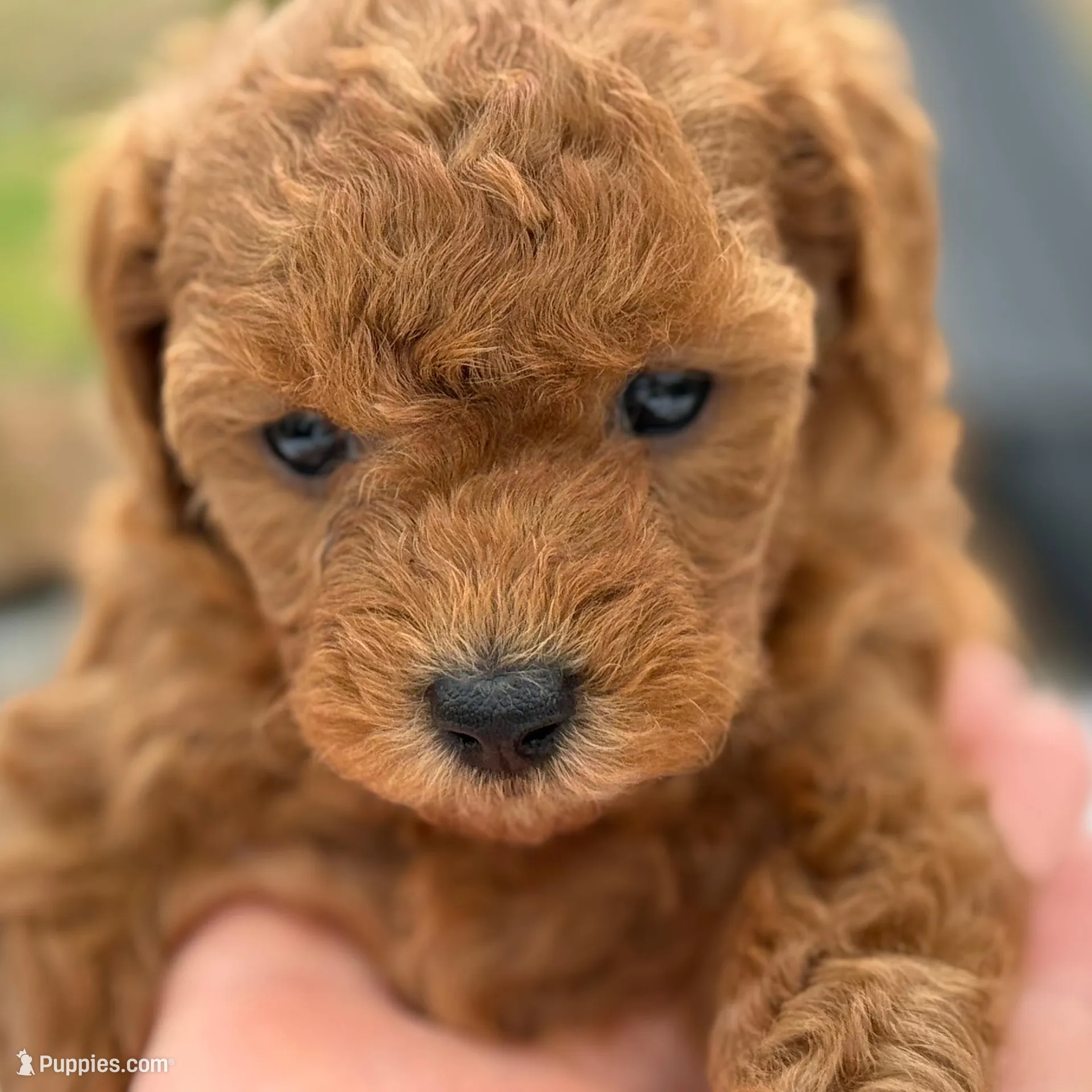 “Chocolate” Girl , a female Poodle - Toy  for sale in Inman, SC – Photo 3 of 9
