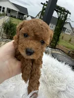 “Chocolate” Girl , a female Poodle - Toy  for sale in Inman, SC – Photo 4 of 9