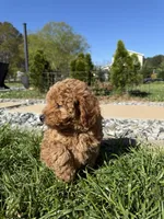 “Chocolate” Girl , a female Poodle - Toy  for sale in Inman, SC – Photo 6 of 10