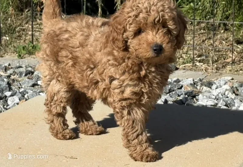 “Chocolate” Girl  – Poodle - Toy  puppy for sale in Inman, SC