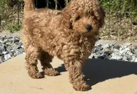 “Chocolate” Girl , a female Poodle - Toy  for sale in Inman, SC – Photo 1 of 10
