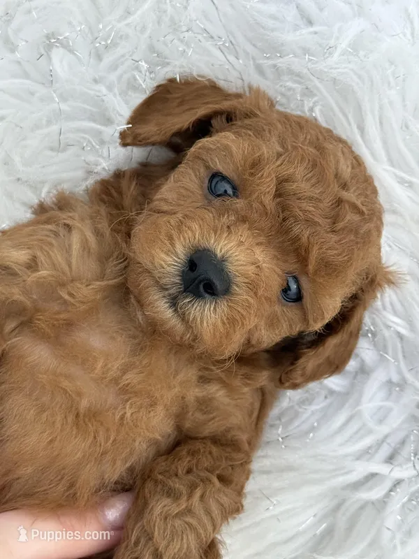 “Chocolate” Girl  – Poodle - Toy  puppy for sale in Inman, SC