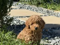 “Chocolate” Girl , a female Poodle - Toy  for sale in Inman, SC – Photo 3 of 10