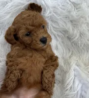 “Chocolate” Girl , a female Poodle - Toy  for sale in Inman, SC – Photo 7 of 9
