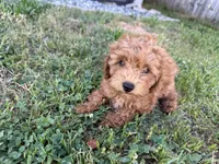 “Chocolate” Girl , a female Poodle - Toy  for sale in Inman, SC – Photo 4 of 10