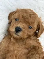 “Chocolate” Girl , a female Poodle - Toy  for sale in Inman, SC – Photo 2 of 9