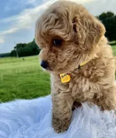 Barney, a male Poodle - Toy  for sale in Inman, SC – 4 of 6