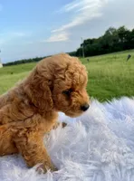 Simba, a male Poodle - Toy  for sale in Inman, SC – 4 of 6