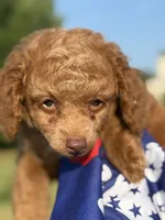 Toby, a male Poodle - Toy  for sale in Inman, SC – 3 of 4