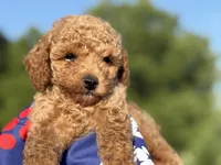 Johnny, a male Poodle - Toy  for sale in Inman, SC – 3 of 4