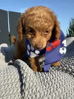 Toby, a male Poodle - Toy  for sale in Inman, SC – 4 of 4