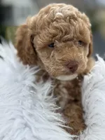 Cookie  - Boy, a male Poodle - Toy  for sale in Inman, SC – Photo 6 of 9