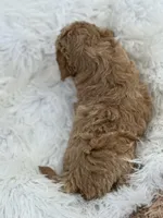 Cookie  - Boy, a male Poodle - Toy  for sale in Inman, SC – Photo 7 of 9