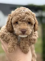 Cookie  - Boy, a male Poodle - Toy  for sale in Inman, SC – Photo 5 of 9