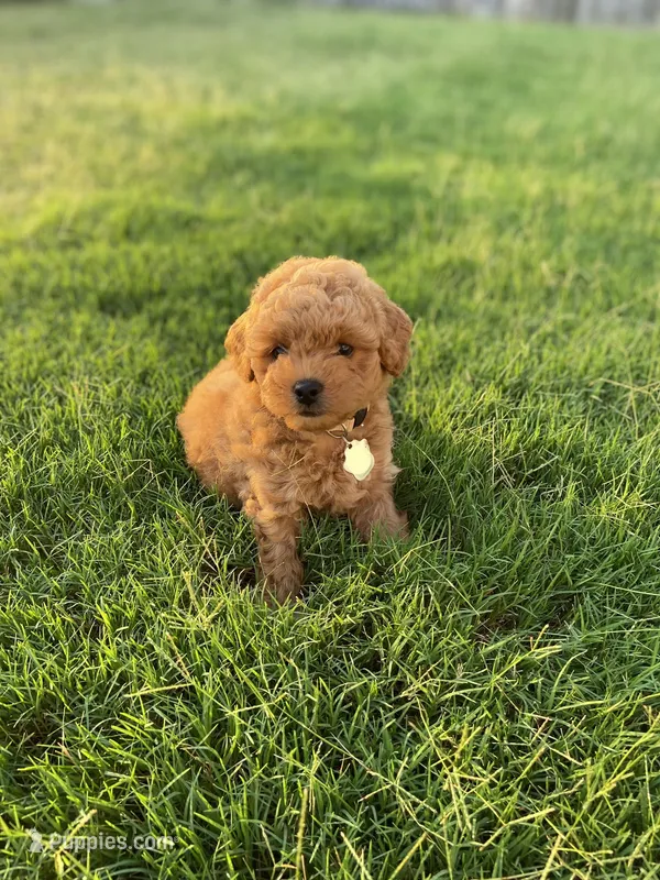 Simba – Poodle - Toy  puppy for sale in Inman, SC