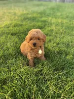 Simba, a male Poodle - Toy  for sale in Inman, SC – 1 of 6
