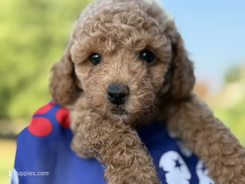 Johnny – Poodle - Toy  puppy for sale in Inman, SC