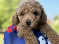 Johnny, a male Poodle - Toy  for sale in Inman, SC – 1 of 4