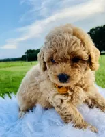 Barney, a male Poodle - Toy  for sale in Inman, SC – 2 of 6