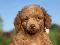 Toby, a male Poodle - Toy  for sale in Inman, SC – 2 of 4