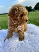 Barney, a male Poodle - Toy  for sale in Inman, SC – 5 of 6