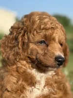 Rocky, a male Poodle - Toy  for sale in Inman, SC – 4 of 6