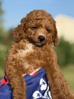 Rocky, a male Poodle - Toy  for sale in Inman, SC – 2 of 6