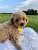 Barney, a male Poodle - Toy  for sale in Inman, SC – 6 of 6
