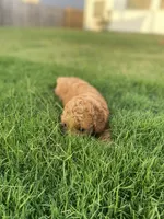 Simba, a male Poodle - Toy  for sale in Inman, SC – 6 of 6