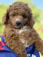 Rocky, a male Poodle - Toy  for sale in Inman, SC – 1 of 6