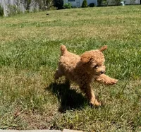 “Daisy” Girl, a female Poodle - Toy  for sale in Inman, SC – Photo 3 of 7