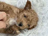 “Daisy” Girl, a female Poodle - Toy  for sale in Inman, SC – Photo 8 of 9