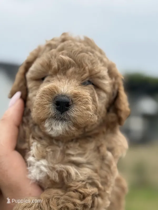 “Daisy” Girl – Poodle - Toy  puppy for sale in Inman, SC
